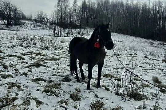 Witam sprzedam klacz zimnokrwistom, Podkarpackie, Ropczyce