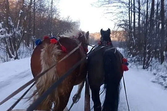 Witam sprzedam klacz zimnokrwistom, Podkarpackie, Ropczyce