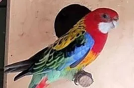 Rozella białolica