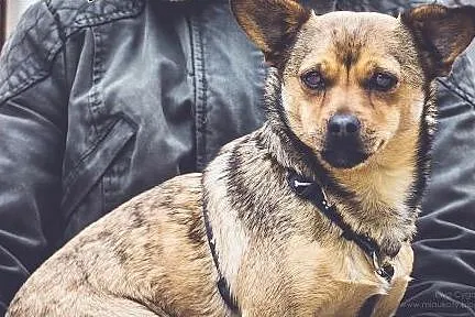 Pestka - maleńka kruszynka, która źle znosi schronisko.. ,  wielkopolskie Poznań
