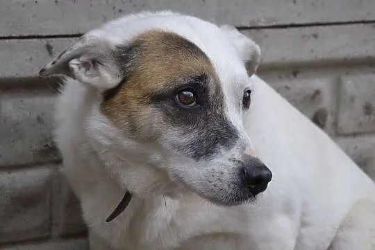 Tola-pilnie potrzebuje spokojnego domu, urocza, delikatna, cichutka psinka do adopcji, , Wrocław