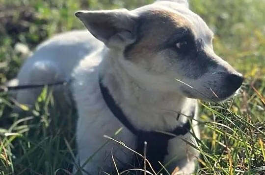 Tola-pilnie potrzebuje spokojnego domu, urocza, delikatna, cichutka psinka do adopcji, , Wrocław