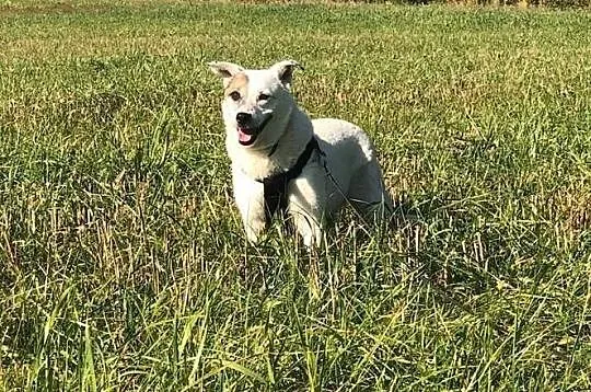 Tola-pilnie potrzebuje spokojnego domu, urocza, delikatna, cichutka psinka do adopcji, , Wrocław