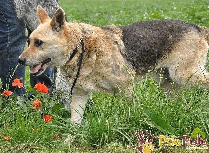 ORSEY-starszy, spokojny, niewidomy kochany owczarek prosi o dom, adopcj, Małopolskie, Kraków