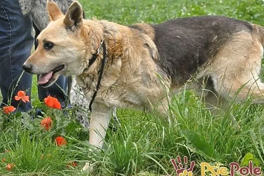 ORSEY-starszy, spokojny, niewidomy kochany owczarek prosi o dom, adopcj, Małopolskie, Kraków