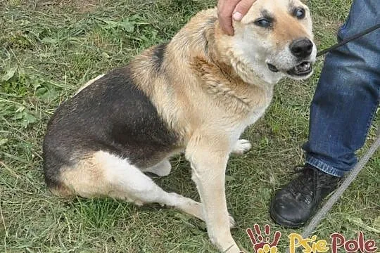 ORSEY-starszy, spokojny, niewidomy kochany owczarek prosi o dom, adopcj, Małopolskie, Kraków