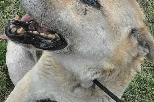 ORSEY-starszy, spokojny, niewidomy kochany owczarek prosi o dom, adopcj, Małopolskie, Kraków