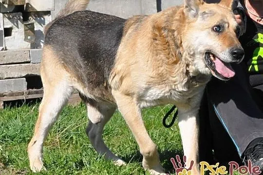 ORSEY-starszy, spokojny, niewidomy kochany owczarek prosi o dom, adopcj, Małopolskie, Kraków