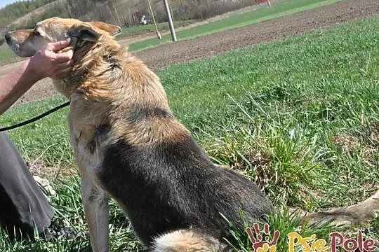 ORSEY-starszy, spokojny, niewidomy kochany owczarek prosi o dom, adopcj, Małopolskie, Kraków