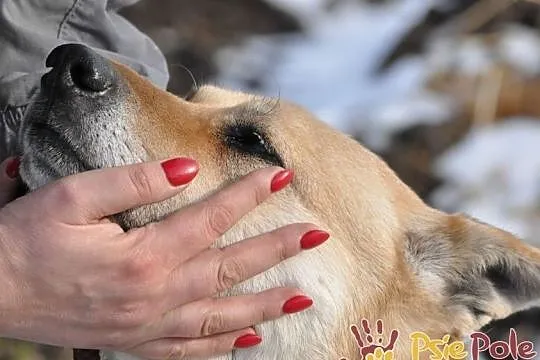 ORSEY-starszy, spokojny, niewidomy kochany owczarek prosi o dom, adopcj, Małopolskie, Kraków