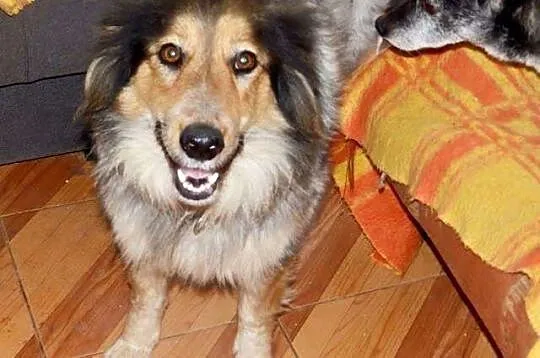 Mgiełka przepiękna suczka mix collie adopcja