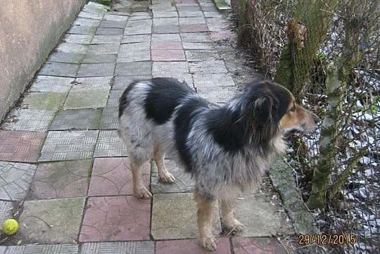 Mgiełka przepiękna suczka mix collie adopcja
