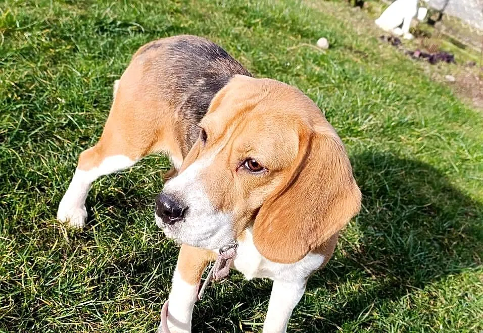 Beagle tricolor suczka, Mazowieckie, Sokołów Podlaski