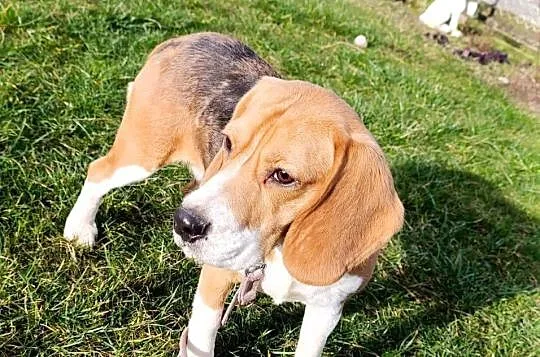 Beagle tricolor suczka, Mazowieckie, Sokołów Podlaski