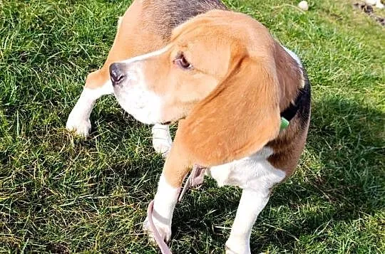 Beagle tricolor suczka, Mazowieckie, Sokołów Podlaski