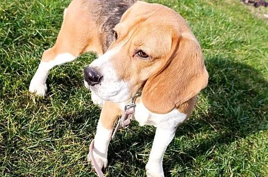 Beagle tricolor suczka, Mazowieckie, Sokołów Podlaski