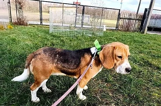 Beagle tricolor suczka, Mazowieckie, Sokołów Podlaski