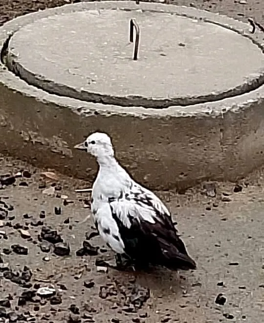 Sprzedam kaczki call duki 8 szt, Małopolskie, Uście Solne