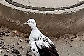 Sprzedam kaczki call duki 8 szt