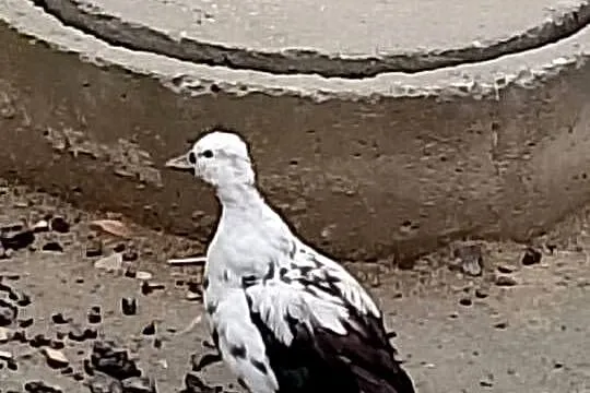Sprzedam kaczki call duki 8 szt, Małopolskie, Uście Solne