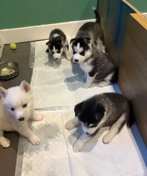 SYBERYJSKI HUSKY, szczeniak na sprzedaż, kontakt przez Whatsapp +48736614543