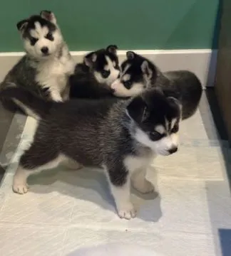 SYBERYJSKI HUSKY, szczeniak na sprzedaż, kontakt przez Whatsapp +48736614543, , Bierzgłowo