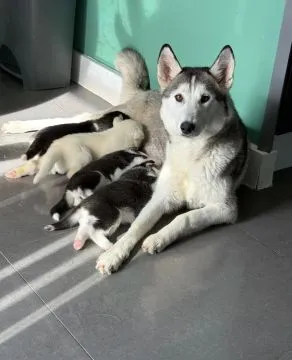 SYBERYJSKI HUSKY, szczeniak na sprzedaż, kontakt przez Whatsapp +48736614543, , Bierzgłowo