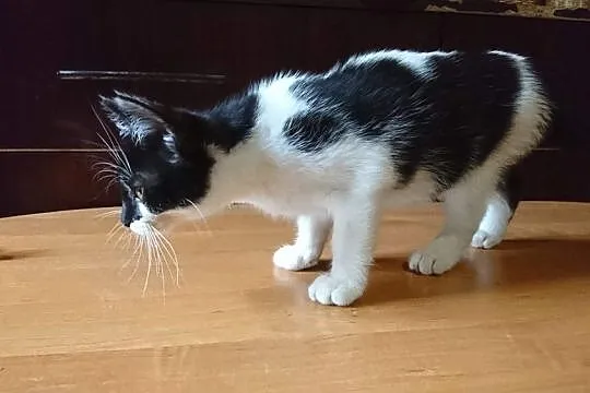 Koteczka Dama szuka domu
