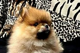 Szpic miniaturowy, Pomeranian - ORANGE