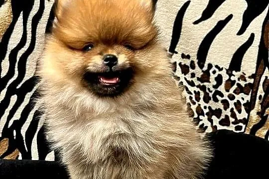 Szpic miniaturowy, Pomeranian - ORANGE, Łódzkie, Łódź