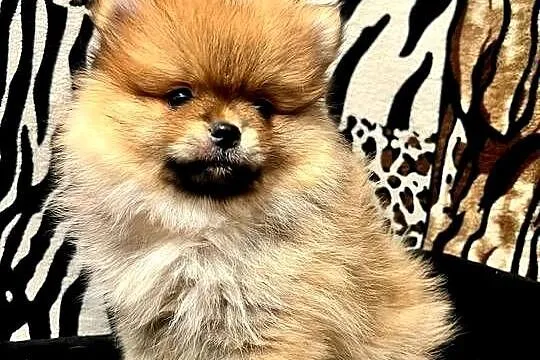 Szpic miniaturowy, Pomeranian - ORANGE, Łódzkie, Łódź