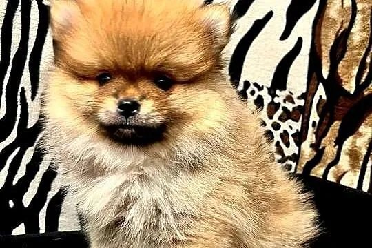 Szpic miniaturowy, Pomeranian - ORANGE, Łódzkie, Łódź