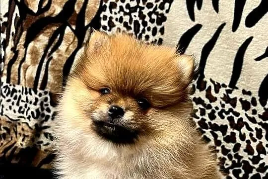 Szpic miniaturowy, Pomeranian - ORANGE, Łódzkie, Łódź