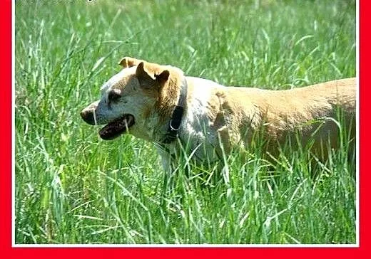 Tak brzydki,że aż piękny,cudowny charakter,średni