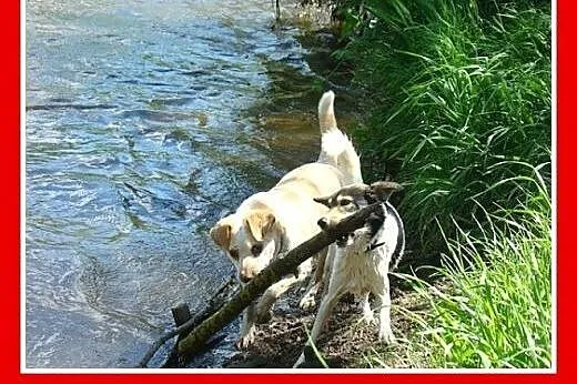 Tak brzydki,że aż piękny,cudowny charakter,średni 