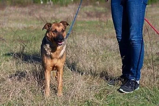 Jurek fajny kundelek średniej wielkości do pokocha