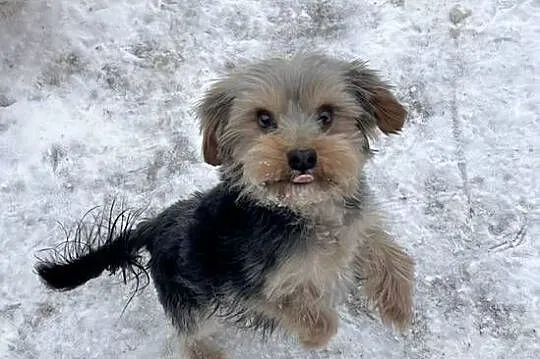 yorkshire terrier - pies