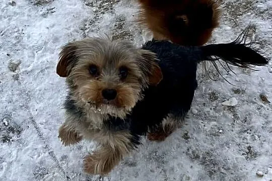 yorkshire terrier - pies, Świętokrzyskie, Skalbmierz