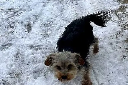 yorkshire terrier - pies, Świętokrzyskie, Skalbmierz