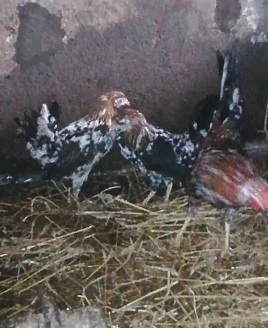 sprzedam liliputki 55 zł szt, Świętokrzyskie, Pińczów