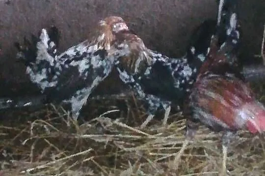 sprzedam liliputki 55 zł szt, Świętokrzyskie, Pińczów