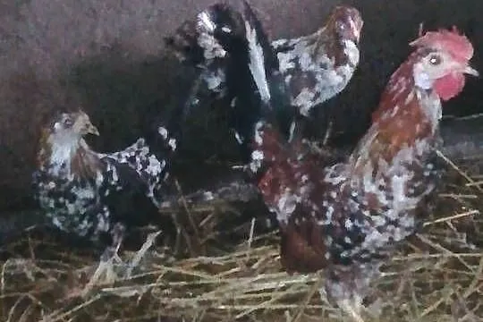 sprzedam liliputki 55 zł szt, Świętokrzyskie, Pińczów