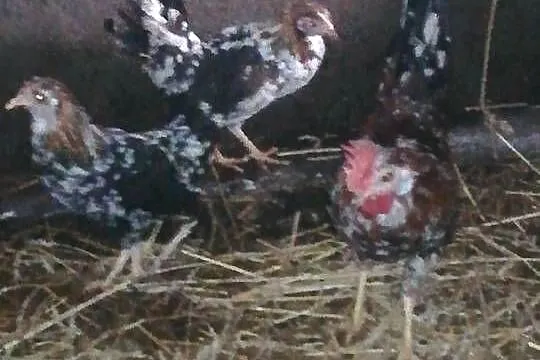 sprzedam liliputki 55 zł szt, Świętokrzyskie, Pińczów