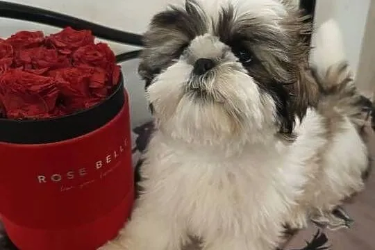 Śliczny HAGRID Rodowód Chip Shihtzu Tricolor, Mazowieckie, Warszawa