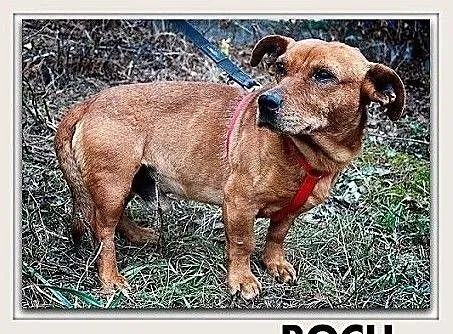 ROCH,tulaśny,łagodny,mały,krótkie łapki,szczepiony piesek.ADOPCJA, Mazowieckie, Warszawa