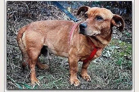 ROCH,tulaśny,łagodny,mały,krótkie łapki,szczepiony piesek.ADOPCJA, Mazowieckie, Warszawa