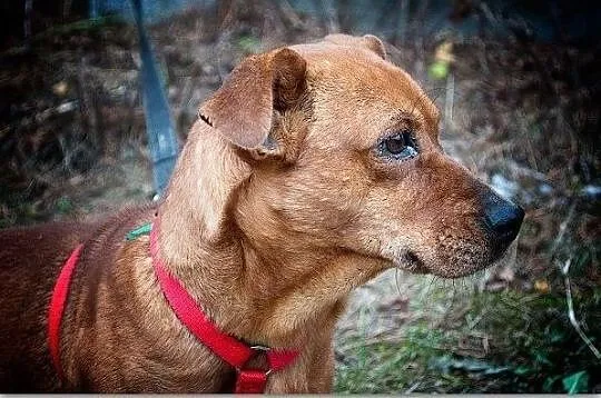 ROCH,tulaśny,łagodny,mały,krótkie łapki,szczepiony piesek.ADOPCJA, Mazowieckie, Warszawa