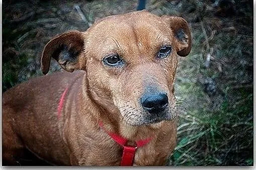ROCH,tulaśny,łagodny,mały,krótkie łapki,szczepiony piesek.ADOPCJA, Mazowieckie, Warszawa