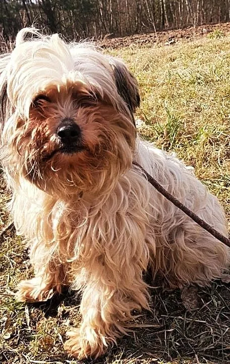 TOSIA I TOLEK - dwa, nieduże psiaki szukają wspólnego domu, ADOPTUJ!, Mazowieckie, Warszawa