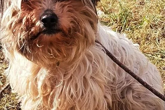 TOSIA I TOLEK - dwa, nieduże psiaki szukają wspólnego domu, ADOPTUJ!, Mazowieckie, Warszawa